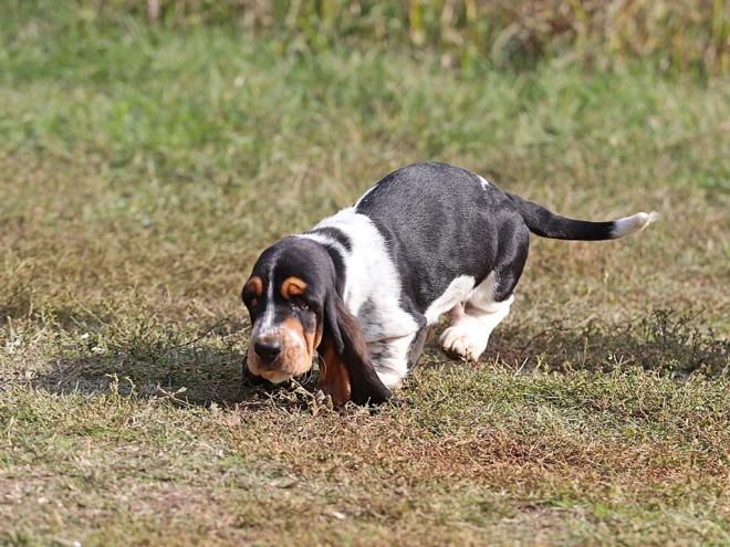 Basset Hound Welpe zu verkaufen