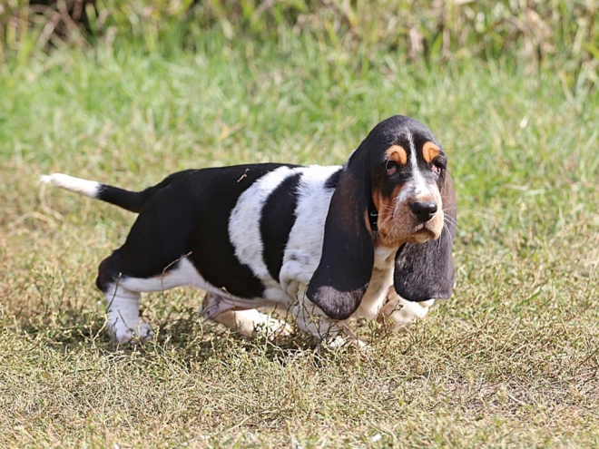Basset Hound Welpe zu verkaufen