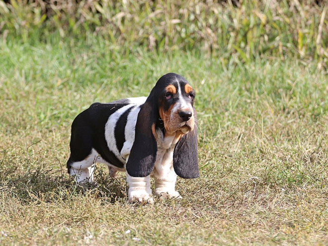 Basset Hound Welpe zu verkaufen