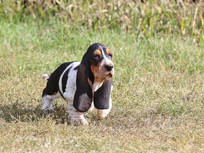Basset Hound Welpe zu verkaufen