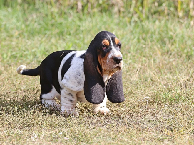 Basset Hound Welpe zu verkaufen