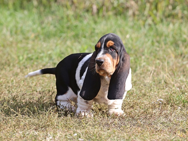 Basset Hound Welpe zu verkaufen