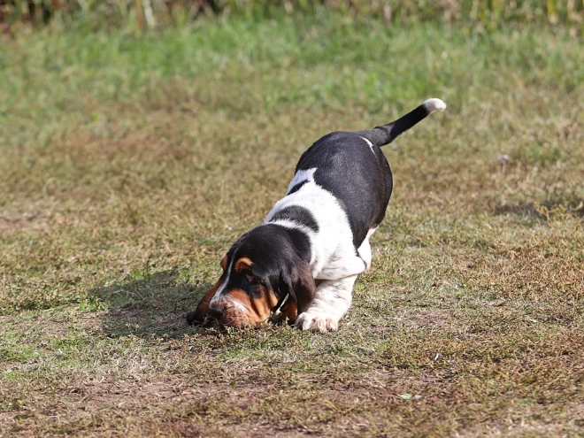 Basset Hound Welpe zu verkaufen