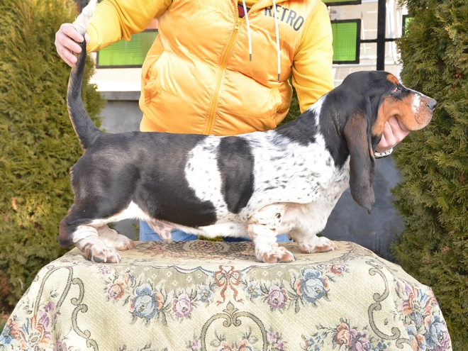 Basset Hound Welpe zu verkaufen