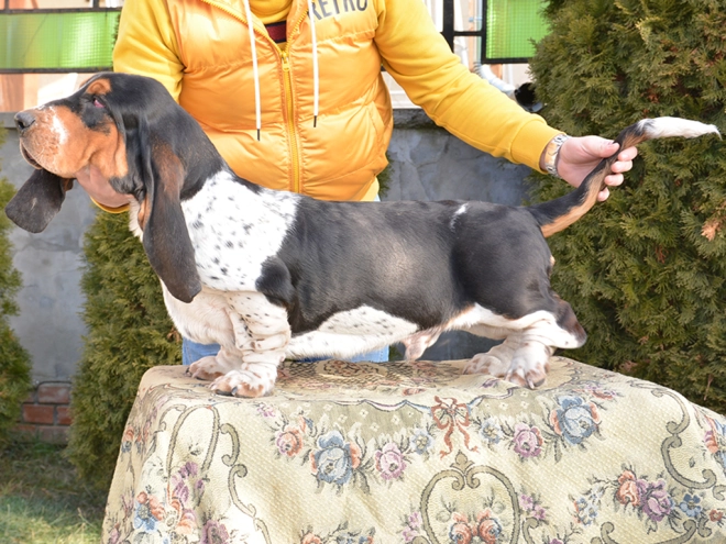 Basset Hound Welpe zu verkaufen
