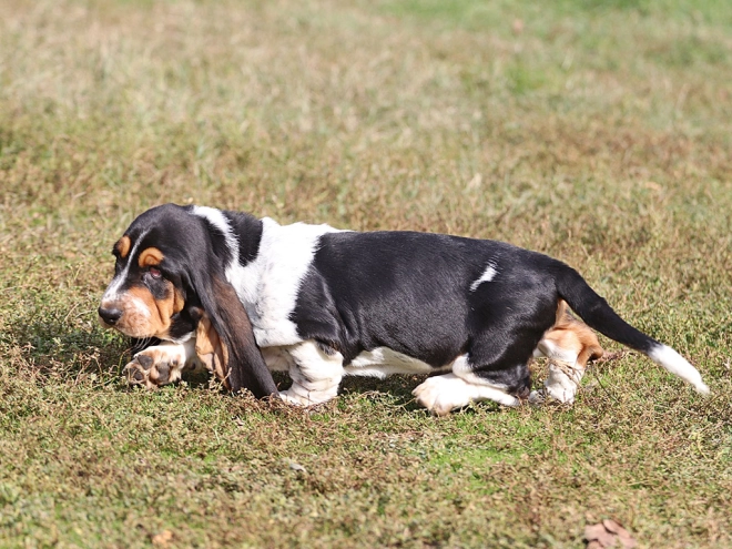Basset Hound Welpe zu verkaufen