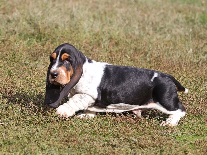 Basset Hound Welpe zu verkaufen