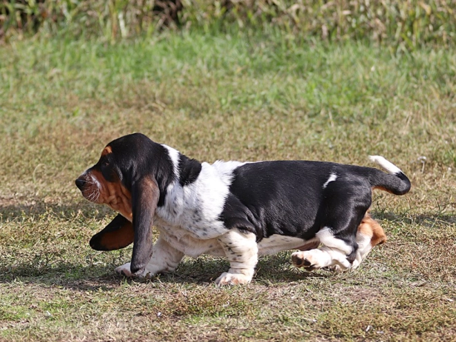 Basset Hound Welpe zu verkaufen