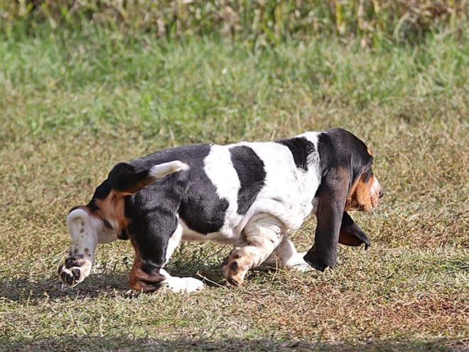 Basset Hound Welpe zu verkaufen