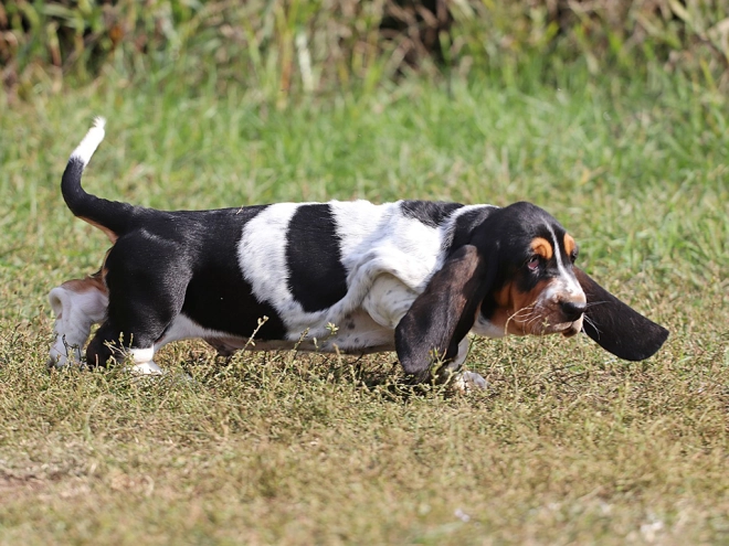 Basset Hound Welpe zu verkaufen