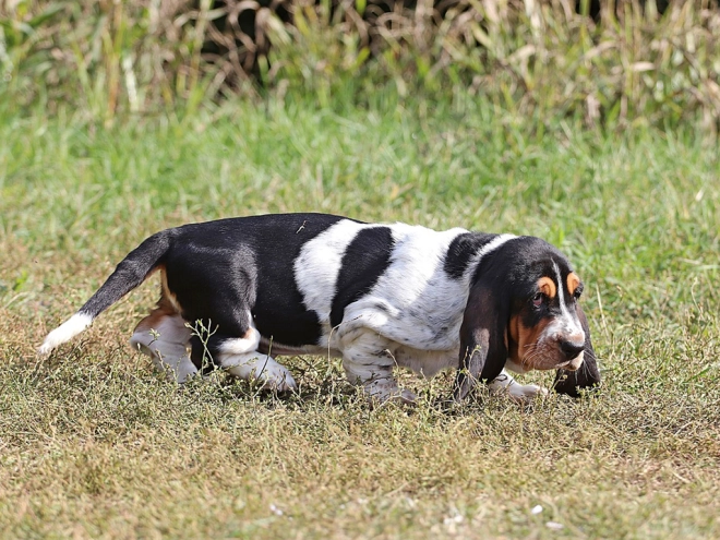 Basset Hound Welpe zu verkaufen