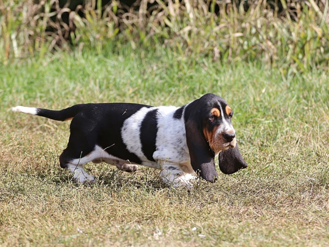 Basset Hound Welpe zu verkaufen