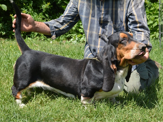 Perros Basset Hound en venta