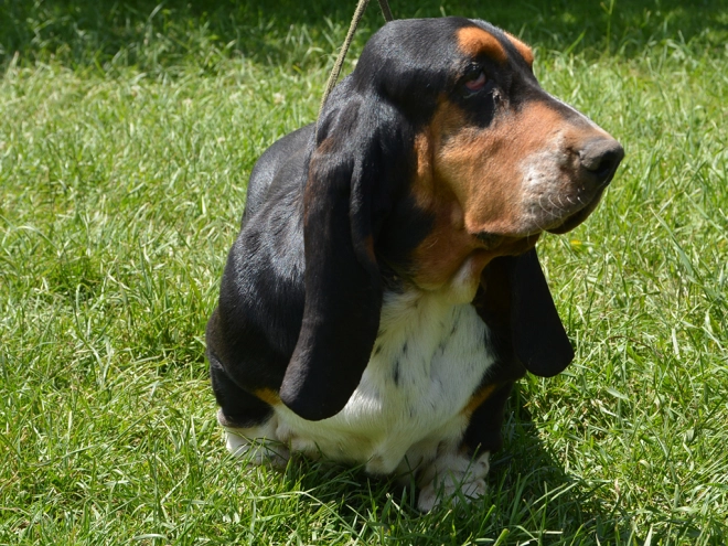Perros Basset Hound en venta
