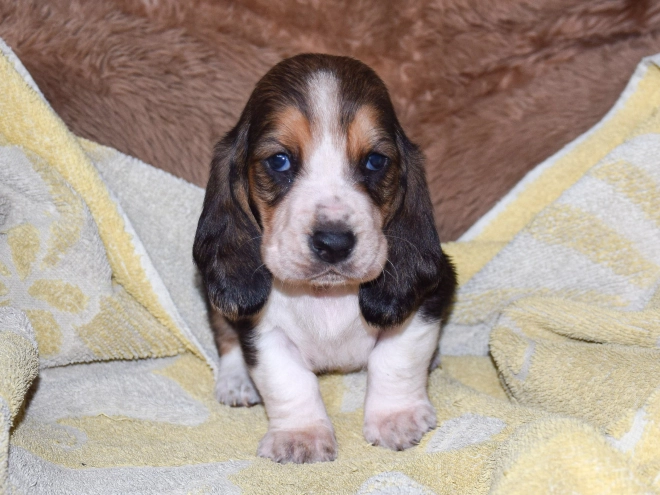Basset Hound Welpe zu verkaufen