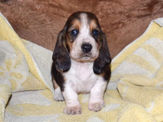Basset Hound Welpe zu verkaufen
