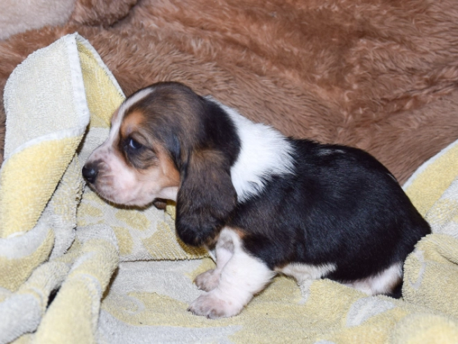 Basset Hound Welpe zu verkaufen