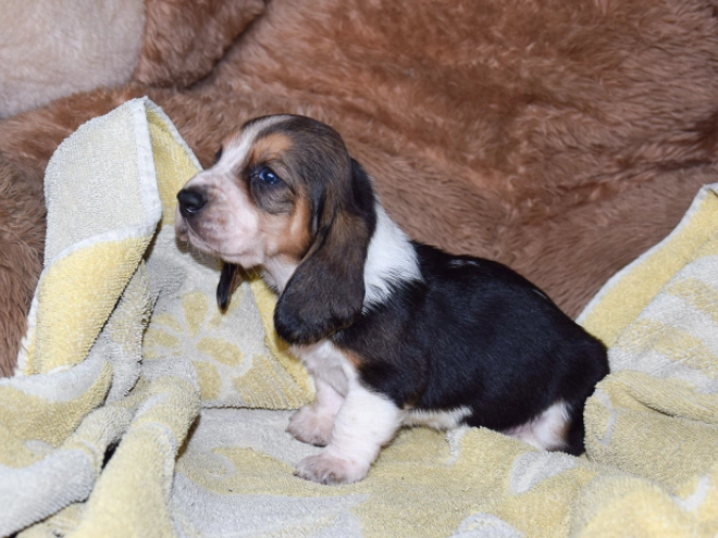 Basset Hound Welpe zu verkaufen