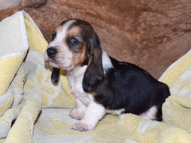 Basset Hound Welpe zu verkaufen
