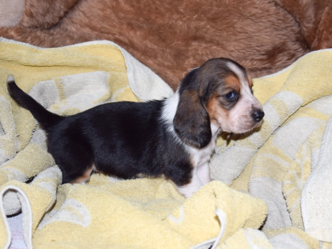 Basset Hound Welpe zu verkaufen