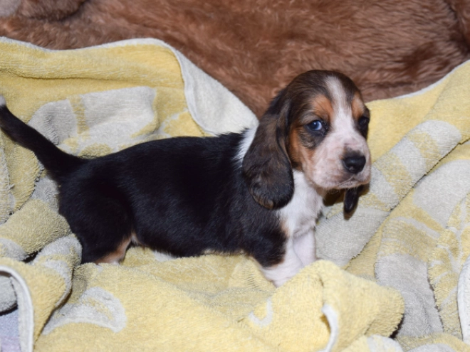 Basset Hound Welpe zu verkaufen