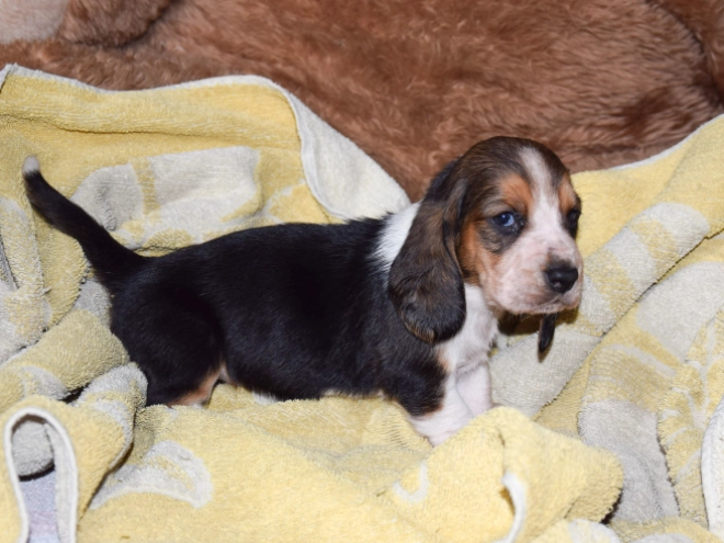 Basset Hound Welpe zu verkaufen