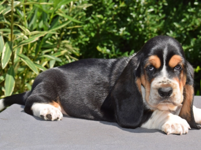 Basset Hound puppy for sale