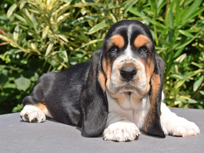 Basset Hound puppy for sale