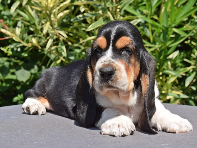Basset Hound puppy for sale