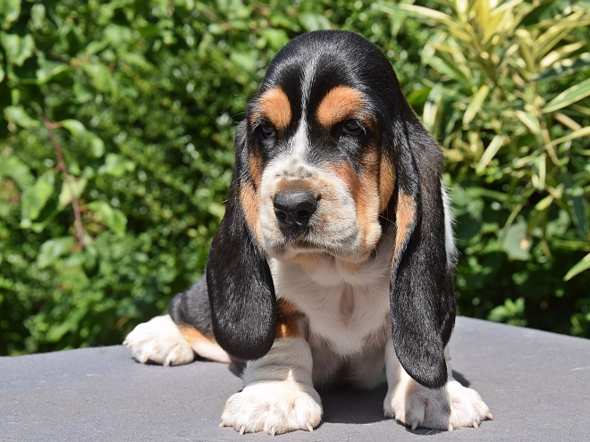 Basset Hound puppy for sale
