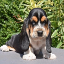 Skippy, tricolor Basset Hound for sale