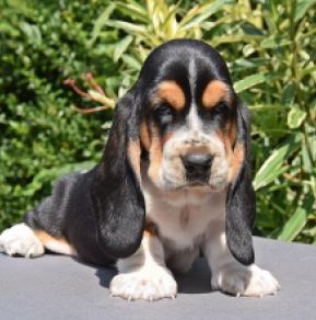 Perros Basset Hound en venta