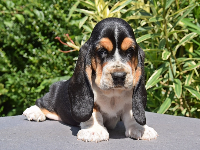 Basset Hound puppy for sale