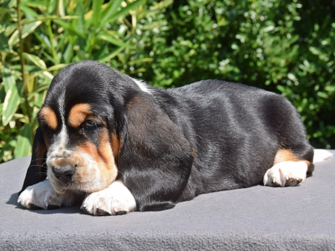 Basset Hound puppy for sale