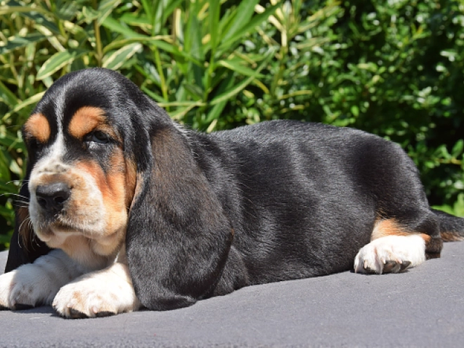 Basset Hound puppy for sale