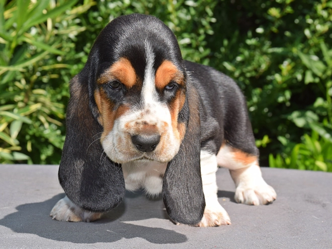 Perros Basset Hound en venta