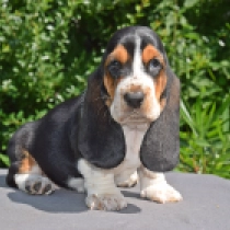 Mystique, tricolor Basset Hound Welpen kaufen