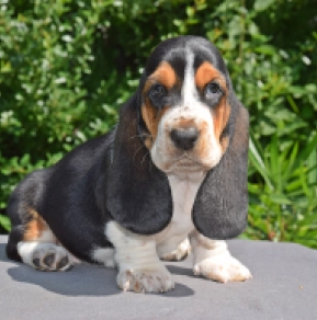 Perros Basset Hound en venta