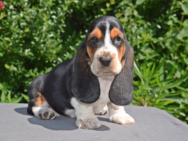 Perros Basset Hound en venta