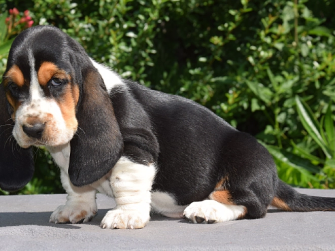Perros Basset Hound en venta