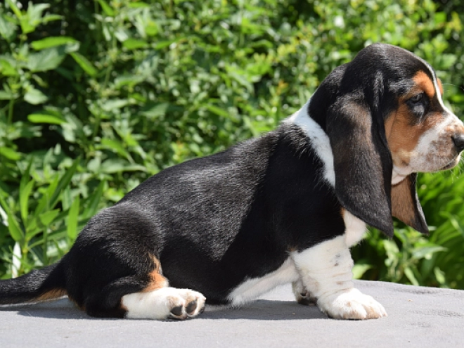 Perros Basset Hound en venta