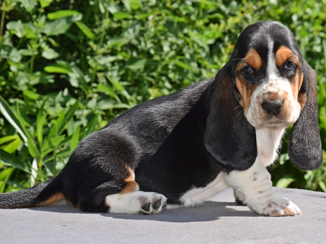 Perros Basset Hound en venta