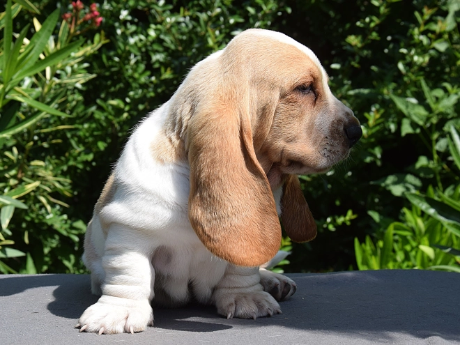 Perros Basset Hound en venta