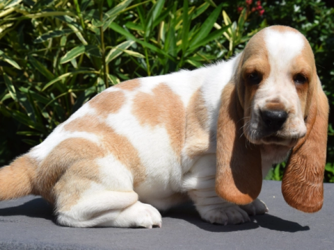 Perros Basset Hound en venta