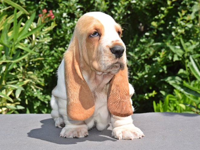 Perros Basset Hound en venta