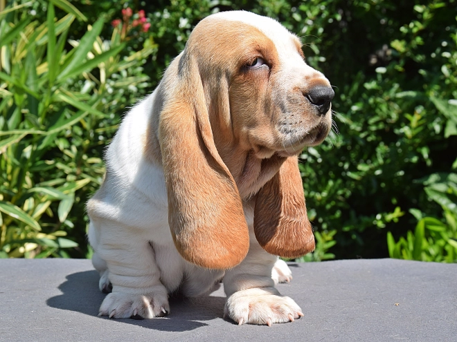 Perros Basset Hound en venta