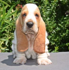 Perros Basset Hound en venta