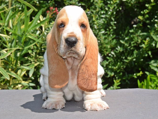 Perros Basset Hound en venta