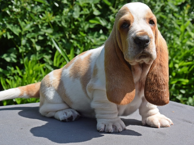 Perros Basset Hound en venta