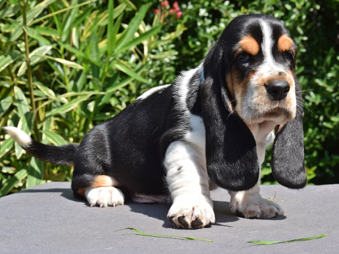 Perros Basset Hound en venta
